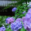 本光寺、あじさい寺、、6月の夏の花、愛知県額田郡の観光・撮影スポットの画像と写真