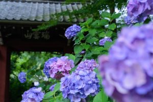 本光寺、あじさい寺、、6月の夏の花、愛知県額田郡の観光・撮影スポットの画像と写真