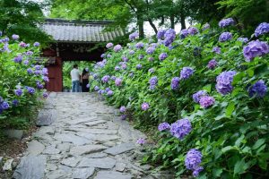 本光寺、あじさい寺、、6月の夏の花、愛知県額田郡の観光・撮影スポットの画像と写真本光寺、あじさい寺、、6月の夏の花、愛知県額田郡の観光・撮影スポットの画像と写真