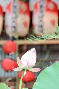 刈谷万燈(まんど)まつり、秋葉社・松秀寺、8月、夏、愛知県刈谷市の観光・撮影スポットの画像と写真