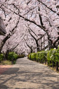 春日井市すいどうみち、桜並木、4月の春の花、愛知県春日井市の観光・撮影スポットの画像と写真