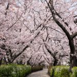 春日井市すいどうみち、桜並木、4月の春の花、愛知県春日井市の観光・撮影スポットの画像と写真