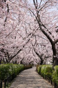 春日井市すいどうみち、桜並木、4月の春の花、愛知県春日井市の観光・撮影スポットの画像と写真