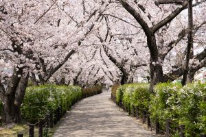 春日井市すいどうみち、桜並木、4月の春の花、愛知県春日井市の観光・撮影スポットの画像と写真