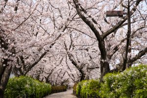 春日井市すいどうみち、桜並木、4月の春の花、愛知県春日井市の観光・撮影スポットの画像と写真