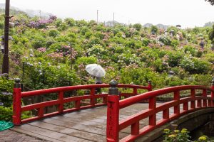 形原温泉、あじさい、6月の夏の花、愛知県蒲郡市の観光・撮影スポットの画像と写真