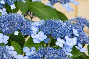 形原温泉、あじさい、6月の夏の花、愛知県蒲郡市の観光・撮影スポットの画像と写真