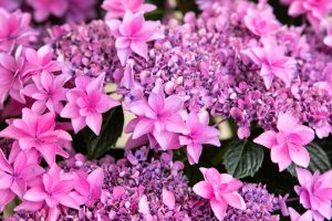 形原温泉、あじさい、6月の夏の花、愛知県蒲郡市の観光・撮影スポットの画像と写真