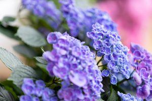 形原温泉、あじさい、6月の夏の花、愛知県蒲郡市の観光・撮影スポットの画像と写真