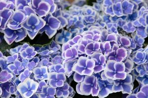 形原温泉、あじさい、6月の夏の花、愛知県蒲郡市の観光・撮影スポットの画像と写真