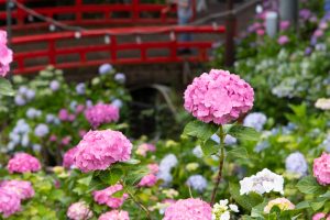 形原温泉、あじさい、6月の夏の花、愛知県蒲郡市の観光・撮影スポットの画像と写真