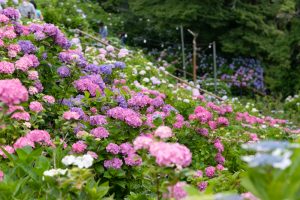 形原温泉、あじさい、6月の夏の花、愛知県蒲郡市の観光・撮影スポットの画像と写真