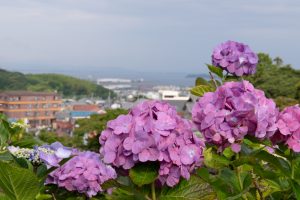 形原温泉、あじさい、6月の夏の花、愛知県蒲郡市の観光・撮影スポットの画像と写真