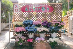 形原温泉、あじさい、6月の夏の花、愛知県蒲郡市の観光・撮影スポットの画像と写真