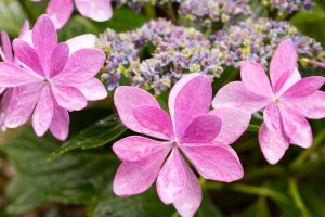 形原温泉、あじさい、6月の夏の花、愛知県蒲郡市の観光・撮影スポットの画像と写真