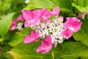 形原温泉、あじさい、6月の夏の花、愛知県蒲郡市の観光・撮影スポットの画像と写真