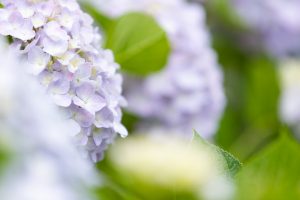 形原温泉、あじさい、6月の夏の花、愛知県蒲郡市の観光・撮影スポットの画像と写真