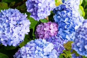形原温泉、あじさい、6月の夏の花、愛知県蒲郡市の観光・撮影スポットの画像と写真