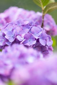 形原温泉、あじさい、6月の夏の花、愛知県蒲郡市の観光・撮影スポットの画像と写真