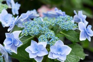 形原温泉、あじさい、6月の夏の花、愛知県蒲郡市の観光・撮影スポットの画像と写真