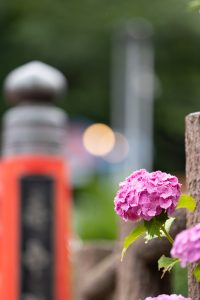 形原温泉、あじさい、6月の夏の花、愛知県蒲郡市の観光・撮影スポットの画像と写真