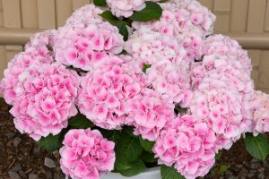 形原温泉、あじさい、6月の夏の花、愛知県蒲郡市の観光・撮影スポットの画像と写真