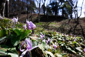 香嵐渓カタクリ群生地、2019年3月、春の花、愛知県豊田市の観光・撮影スポットの画像と写真