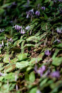 香嵐渓カタクリ群生地、2019年3月、春の花、愛知県豊田市の観光・撮影スポットの画像と写真