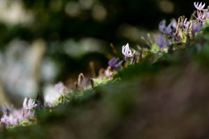 香嵐渓カタクリ群生地、2019年3月、春の花、愛知県豊田市の観光・撮影スポットの画像と写真