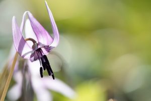 香嵐渓カタクリ群生地、2019年3月、春の花、愛知県豊田市の観光・撮影スポットの画像と写真