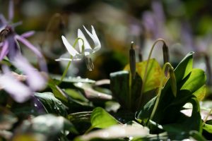 香嵐渓カタクリ群生地、2019年3月、春の花、愛知県豊田市の観光・撮影スポットの画像と写真