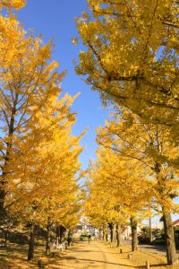 学びの森、イチョウ、紅葉、黄葉、11月、岐阜県各務原市の観光・撮影スポットの画像と写真