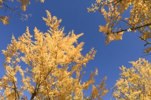 学びの森、イチョウ、紅葉、黄葉、11月、岐阜県各務原市の観光・撮影スポットの画像と写真