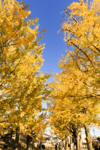 学びの森、イチョウ、紅葉、黄葉、11月、岐阜県各務原市の観光・撮影スポットの画像と写真