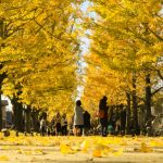 学びの森、イチョウ、紅葉、黄葉、11月、岐阜県各務原市の観光・撮影スポットの画像と写真