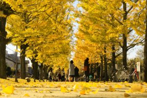 学びの森、イチョウ、紅葉、黄葉、11月、岐阜県各務原市の観光・撮影スポットの画像と写真
