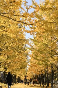 学びの森、イチョウ、紅葉、黄葉、11月、岐阜県各務原市の観光・撮影スポットの画像と写真