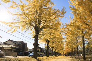 学びの森、イチョウ、紅葉、黄葉、11月、岐阜県各務原市の観光・撮影スポットの画像と写真