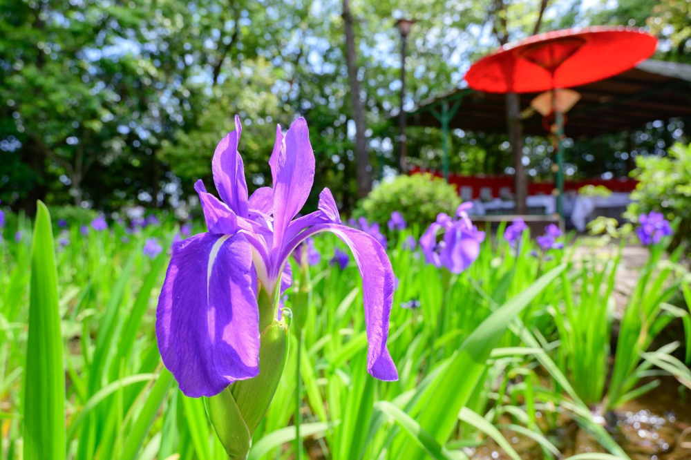 八橋のかきつばた、無量寿寺、5月の夏の花、愛知県知立市の観光・撮影スポットの画像と写真