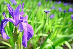 無量寿寺、八橋のかきつばた、5月の夏の花、愛知県知立市の観光・撮影スポットの画像と写真