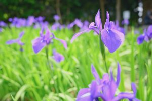 無量寿寺、八橋のかきつばた、5月の夏の花、愛知県知立市の観光・撮影スポットの画像と写真