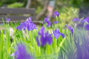 無量寿寺、八橋のかきつばた、5月の夏の花、愛知県知立市の観光・撮影スポットの画像と写真