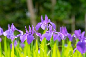 無量寿寺、八橋のかきつばた、5月の夏の花、愛知県知立市の観光・撮影スポットの画像と写真