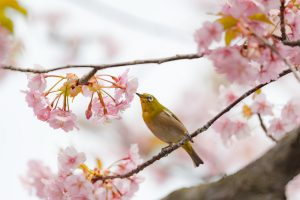 なばなの里、河津桜、ウグイス、3月の春の花、三重県桑名市の観光・撮影スポットの画像と写真