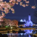 なばなの里、河津桜、ライトアップ、3月の春の花、三重県桑名市の観光・撮影スポットの画像と写真