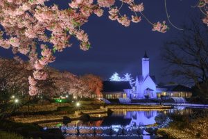 なばなの里、河津桜、ライトアップ、3月の春の花、三重県桑名市の観光・撮影スポットの画像と写真