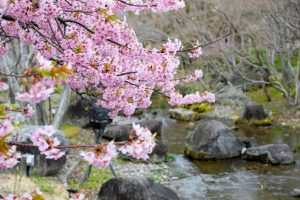 なばなの里、河津桜、3月の春の花、三重県桑名市の観光・撮影スポットの画像と写真