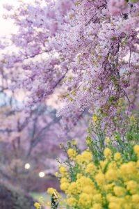 なばなの里、河津桜、菜の花、3月の春の花、三重県桑名市の観光・撮影スポットの画像と写真