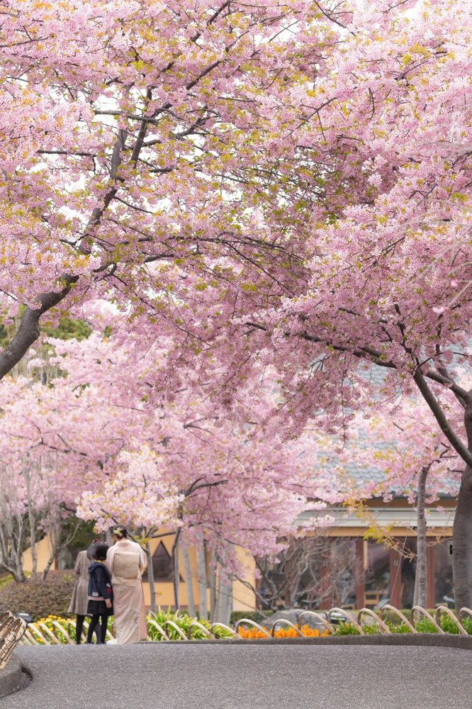 なばなの里、河津桜、3月の春の花、三重県桑名市の観光・撮影スポットの画像と写真