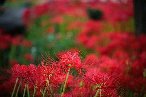やすらぎの林、彼岸花、9月の秋の花、岐阜県本巣市の観光・撮影スポットの画像と写真